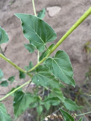 Helianthus petiolaris