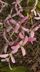 Congea tomentosa