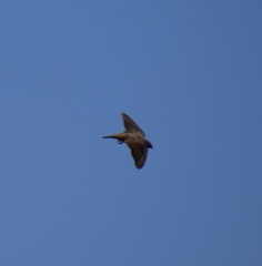 Ptyonoprogne rupestris