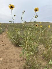Helianthus petiolaris
