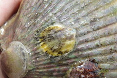 Ostreidae