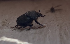 Onthophagus
