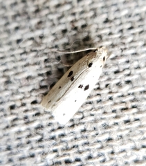 Scythropiodes issikii