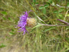 Centaurea decipiens