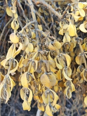 Phoradendron villosum