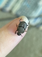 Onthophagus