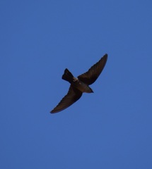 Ptyonoprogne rupestris