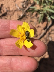 Acmaeodera decipiens