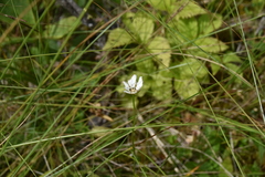Parnassia fimbriata