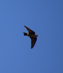 Ptyonoprogne rupestris