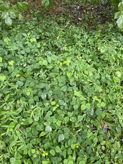 Amphicarpaea bracteata