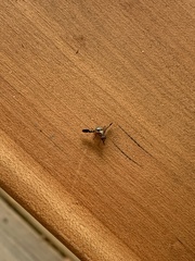Delphinia picta