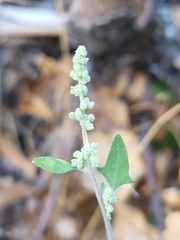 Chenopodium berlandieri