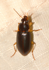 Notiobia terminata