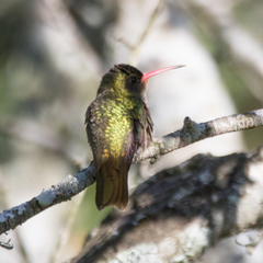Hylocharis chrysura