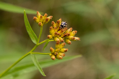 Propylea quatuordecimpunctata