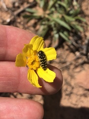 Acmaeodera decipiens
