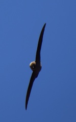 Ptyonoprogne rupestris