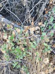 Chenopodium berlandieri