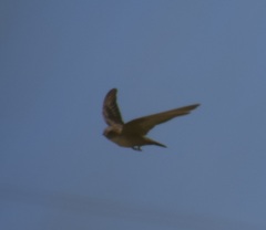 Ptyonoprogne rupestris