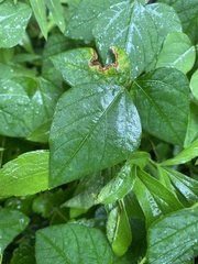 Amphicarpaea bracteata