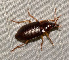 Notiobia terminata