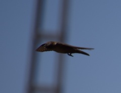 Ptyonoprogne rupestris