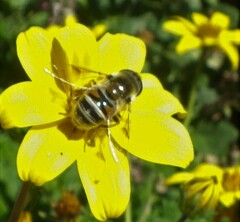 Eristalis stipator