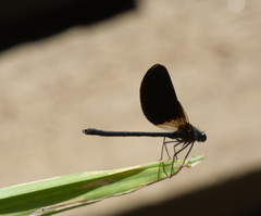 Calopteryx haemorrhoidalis