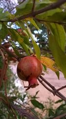 Punica granatum