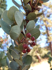 Arctostaphylos pringlei