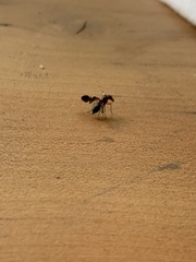 Delphinia picta