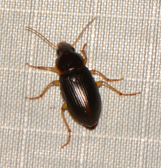 Notiobia terminata
