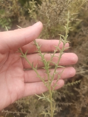 Ulex