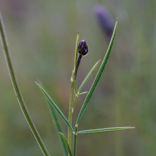 Image of Dalea exigua by (c) Andrew Tree, some rights reserved (CC BY)