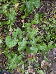 Viola septentrionalis