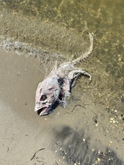 Thunnus