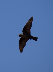 Ptyonoprogne rupestris