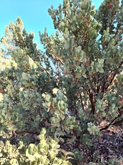 Arctostaphylos pringlei