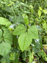 Amphicarpaea bracteata