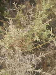 Ulex