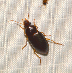 Notiobia terminata