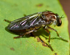 Heteropogon macerinus