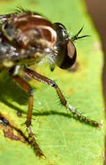 Heteropogon macerinus