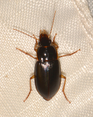 Notiobia terminata