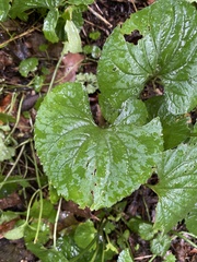 Viola septentrionalis