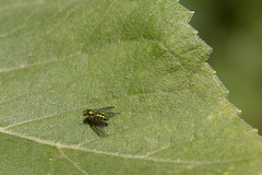 Condylostylus caudatus