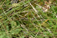 Parnassia fimbriata