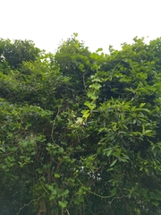 Smilax azorica