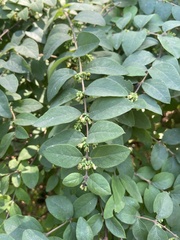 Symphoricarpos orbiculatus
